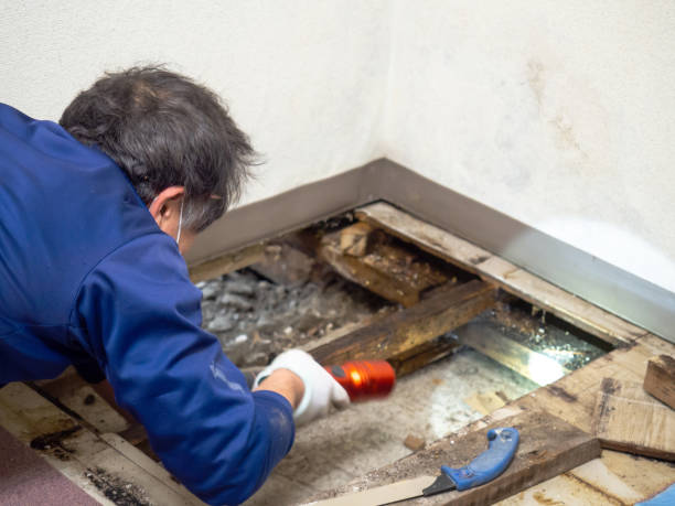Best Local Mold Removal Service  in Hawaiian Gardens, CA