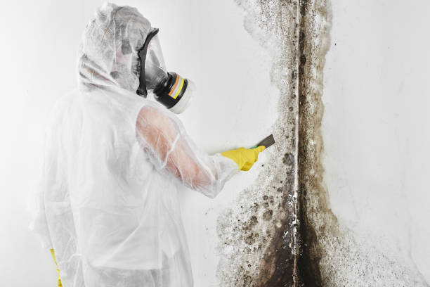 Best Professional Mold Removal  in Hawaiian Gardens, CA