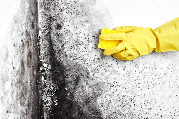 Best Mold Removal and Inspection  in Hawaiian Gardens, CA