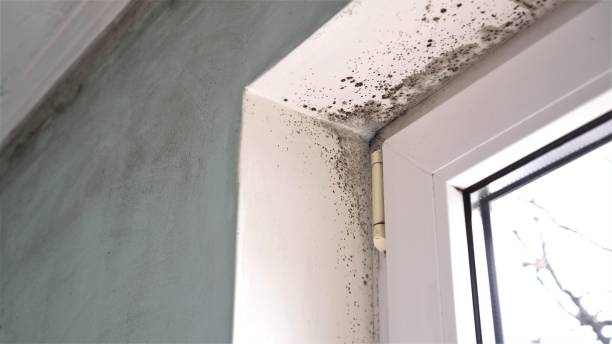 Best Emergency Mold Removal  in Hawaiian Gardens, CA