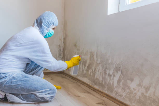 Mold Removal Process in Hawaiian Gardens, CA
