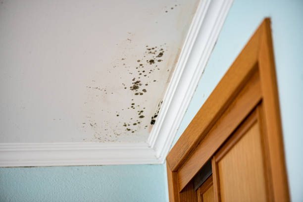 Best Local Mold Removal Service  in Hawaiian Gardens, CA