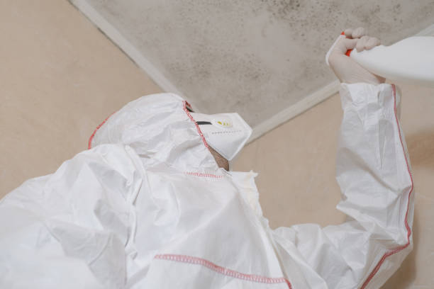Mold Removal and Inspection in Hawaiian Gardens, CA
