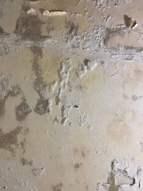Best Commercial Mold Removal  in Hawaiian Gardens, CA