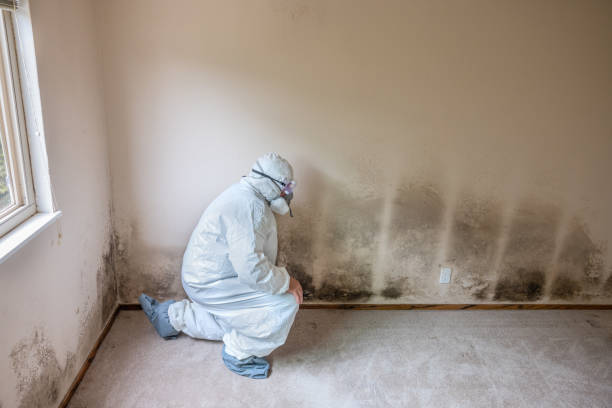 Best Mold Testing  in Hawaiian Gardens, CA
