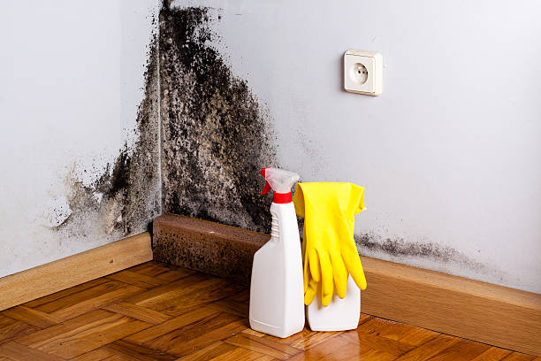 Best Mold Removal Process  in Hawaiian Gardens, CA
