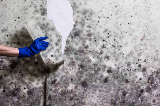 Best Fast Mold Removal  in Hawaiian Gardens, CA