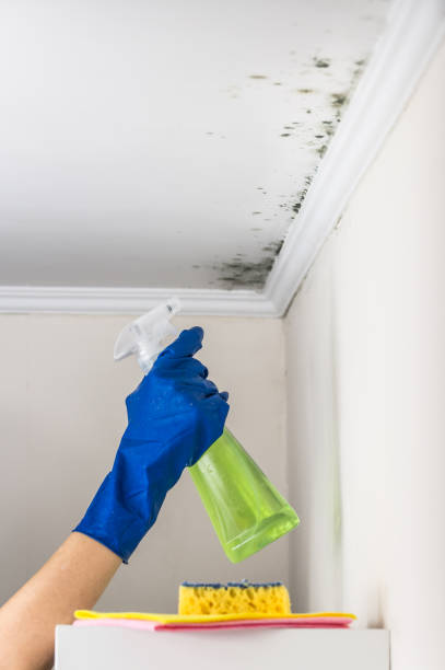 Best Certified Mold Removal  in Hawaiian Gardens, CA