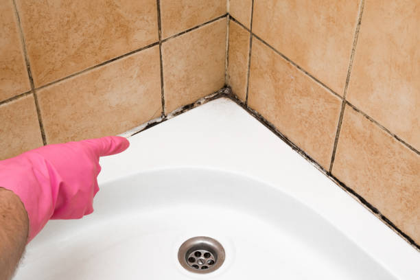 Best Toxic Mold Removal  in Hawaiian Gardens, CA